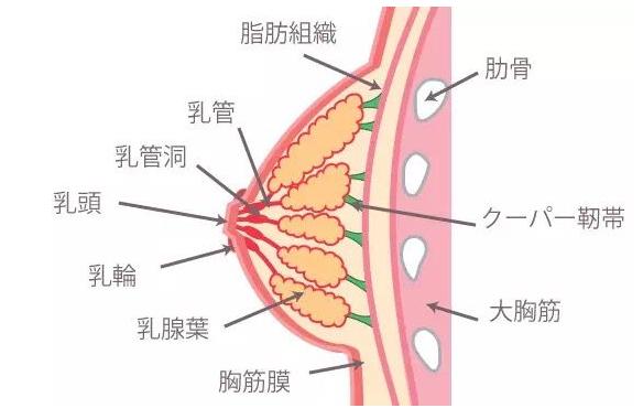 哺乳期乳腺组织图片