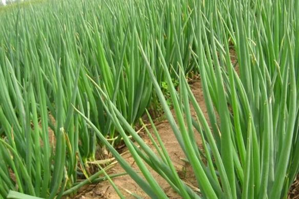 家里有葱生病不愁,为了家人的健康快囤点吧