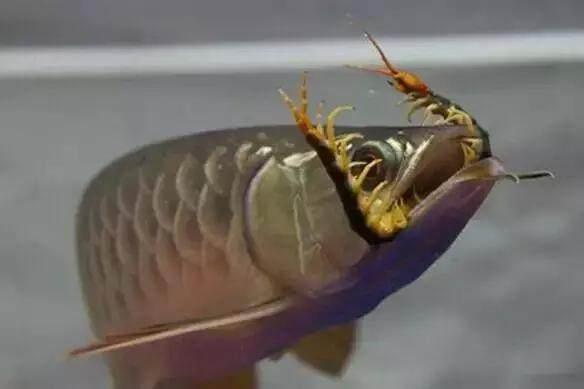 家居水景丨网友把金龙鱼和银龙鱼混养, 然后就