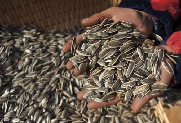 老汉进城卖瓜子,多找顾客的钱,大妈贪便宜蜂拥而至,结果中圈套