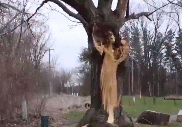 暴风雨过后,村民看见老树上吊了"一个女人"手里还抱个"孩子"