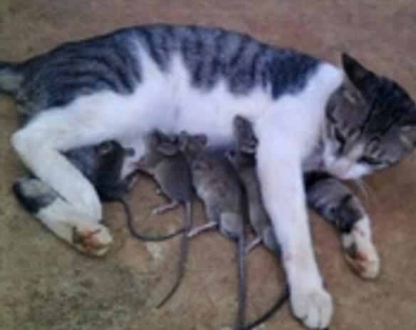 这只猫妈妈竟然给几只小老鼠喂奶