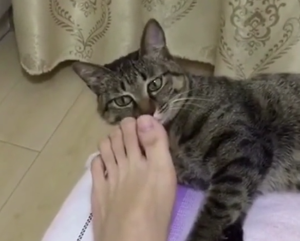女孩非让猫咪闻自己的脚,小猫闻后反应亮了:真的辣眼睛!