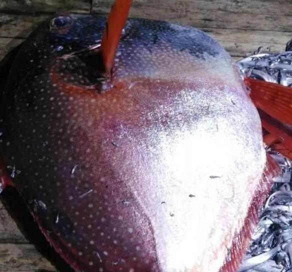 浙江现罕见的月亮鱼,堪比中彩票拍了16次,买家3890元买走