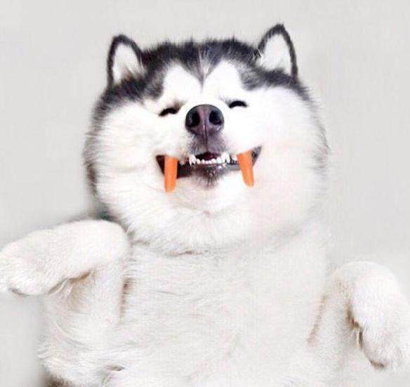 一只靠微笑圈粉200万的阿拉斯加