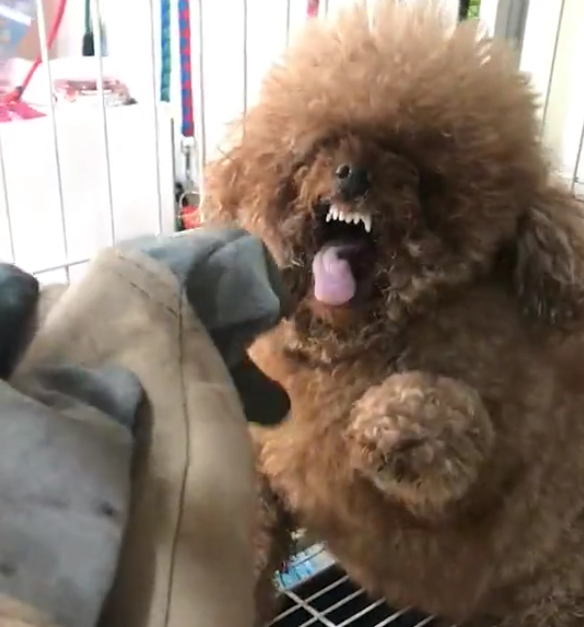 超级怕水的泰迪,一说洗澡就凶的像只藏獒,每次都得带防护手套!