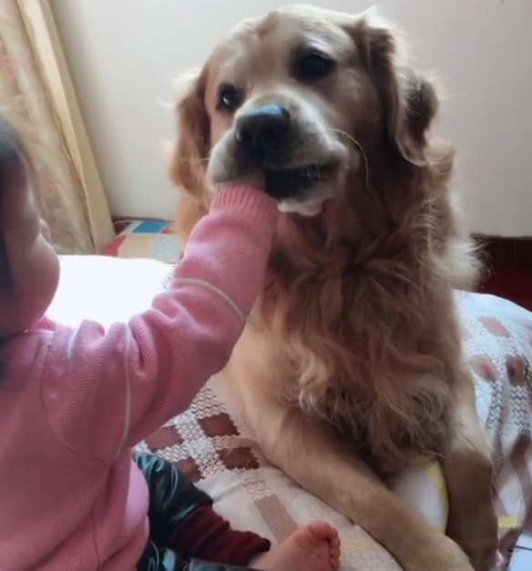 小孩将手伸进金毛的嘴里,主人一看吓坏了,靠近后觉得特别暖心!