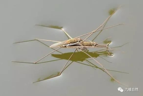 水黾(拼音为mǐn)外形似蚊子,但它是益虫,吃蚊子幼虫,以落入水中的