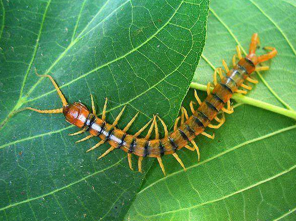农 村的夏天蚊虫很多,其中大部分都是一些无关紧要的小虫子,叮人咬人