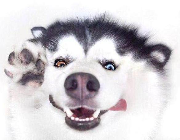 一只靠微笑圈粉200万的阿拉斯加