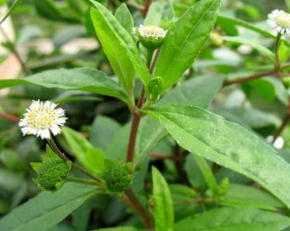 这种农村常见的野草,不仅能治血热出血,还能治牙疼!