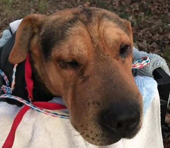 流浪狗狗被主人抛弃 ,受伤了同伴的行为举止引入落泪!