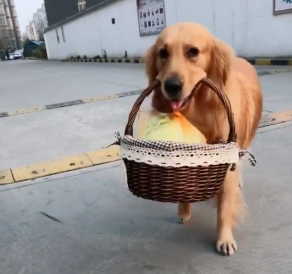 金毛:麻麻,你快点呢,回家做饭,本汪饿了!