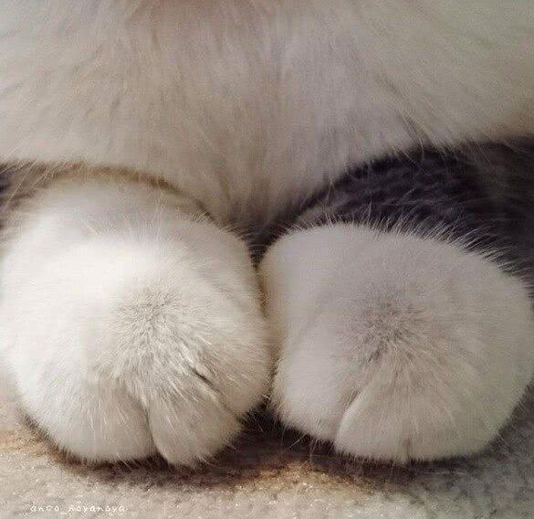 分享一组猫咪肉嘟嘟的小爪子,简直不要太可爱了!