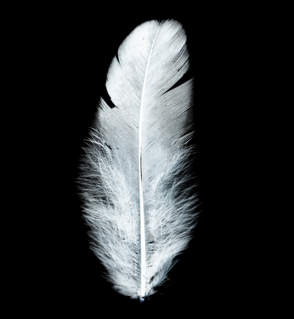 心理测试:选一根你觉得最轻的羽毛,测你的左右脑哪边更厉害