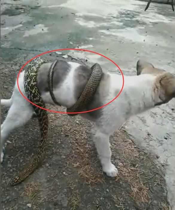 一条大蛇缠住自家的狗狗,主人却在一旁淡定的拍照!