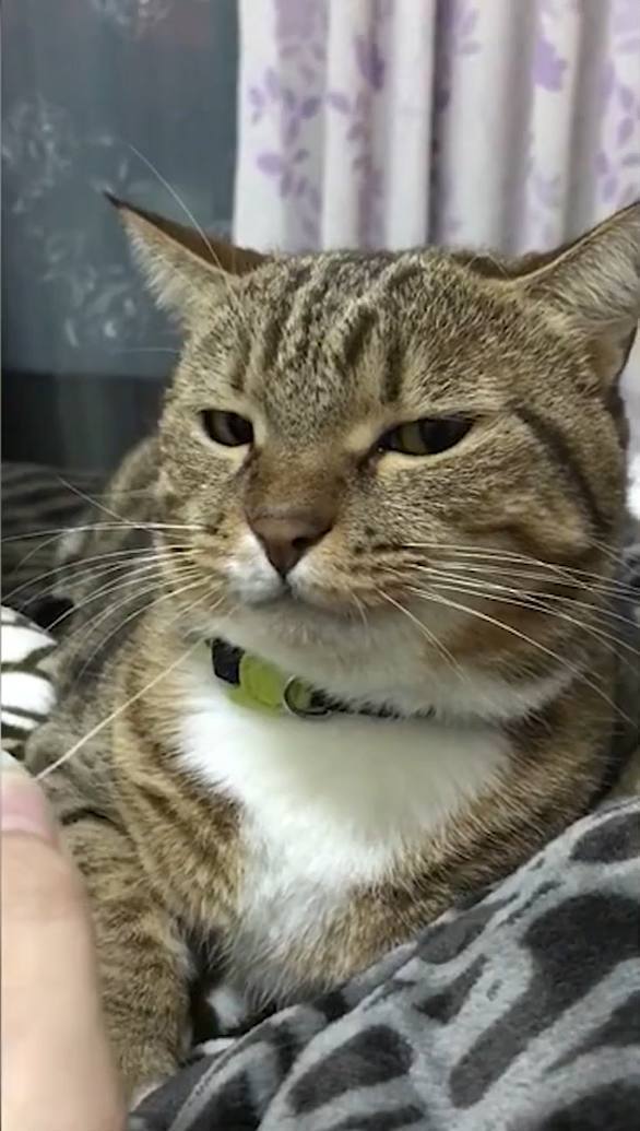 主人挑衅猫咪,拔了它的胡须,瞬间感受到了来自猫咪的王之蔑视