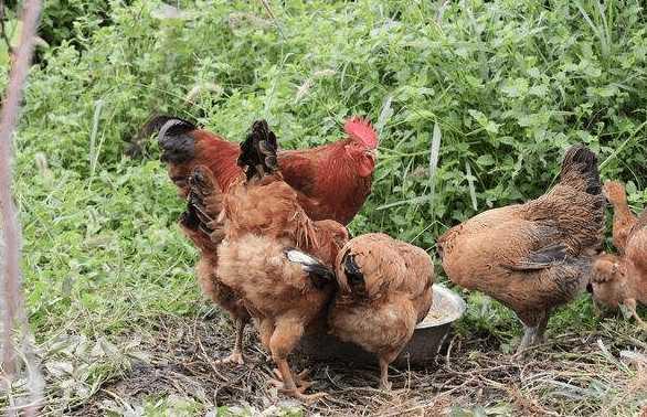 故事:开车无意撞死过路黄鼠狼,第二日家鸡一只