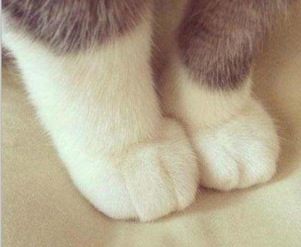 正文分享一组猫咪们萌萌哒的小爪爪照片,看着这肉嘟嘟的小爪子就要把