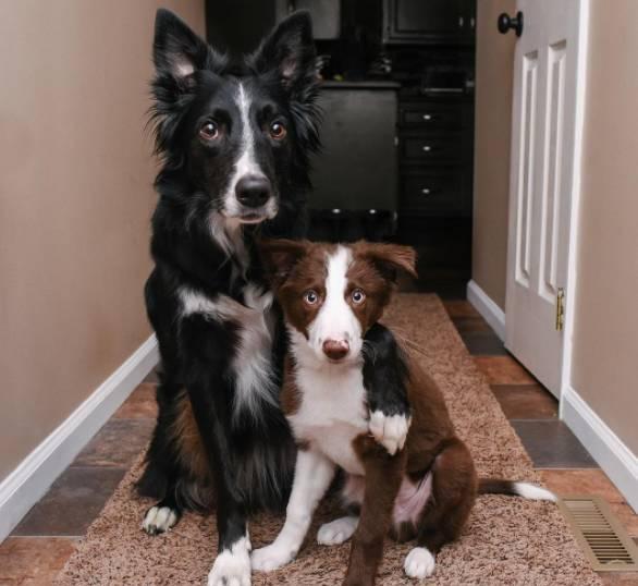 会相互拥抱的边牧犬明星最近有了一个兄弟