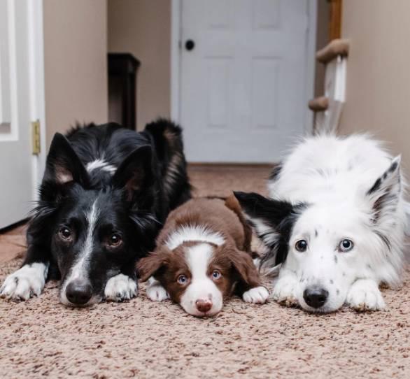 会相互拥抱的边牧犬明星最近有了一个兄弟