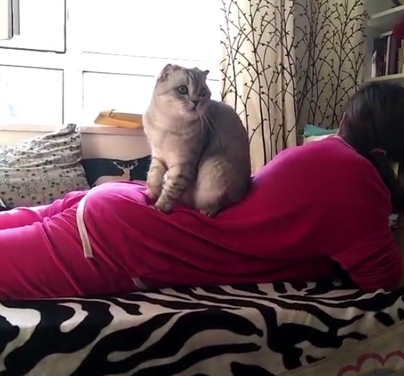 猫咪主动给女主人按摩踩背,脚法一流,好可爱!