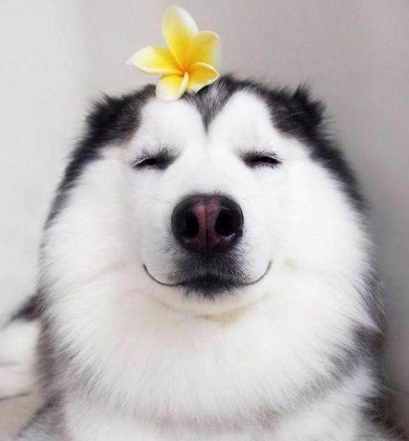 一只靠微笑圈粉200万的阿拉斯加