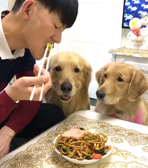 主人吃炒面不给金毛,狗狗馋坏了直接从嘴里开抢,主人已懵!