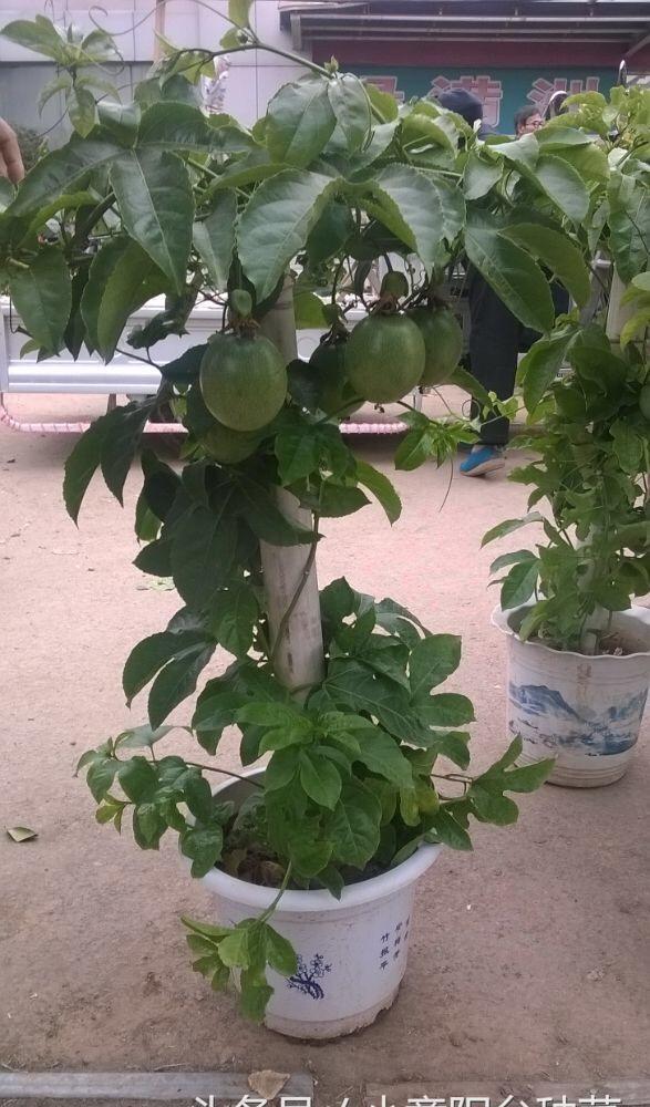 盆栽百香果,最适合家庭阳台种植的水果,叶能看果能吃四季开花