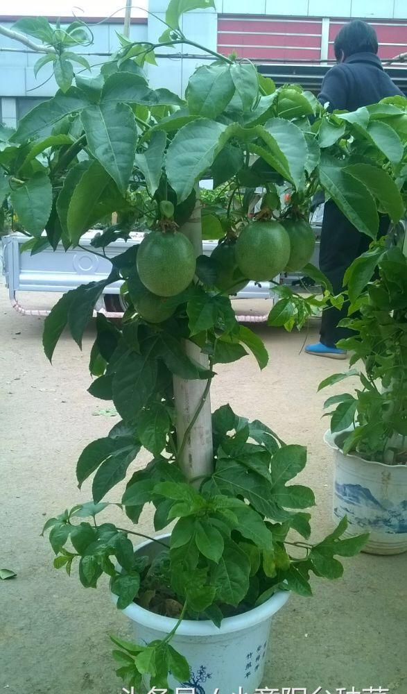 盆栽百香果,最适合家庭阳台种植的水果,叶能看果能吃四季开花