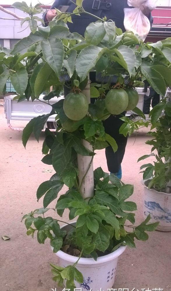 盆栽百香果,最适合家庭阳台种植的水果,叶能看果能吃四季开花