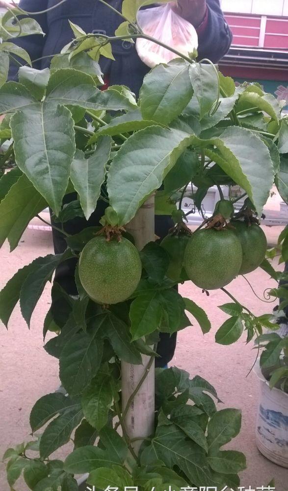 盆栽百香果,最适合家庭阳台种植的水果,叶能看果能吃四季开花