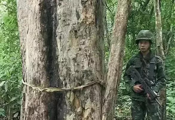 在高额利益的驱使下,缅甸大批珍贵的红木树被砍伐,原始森林遭到过度的