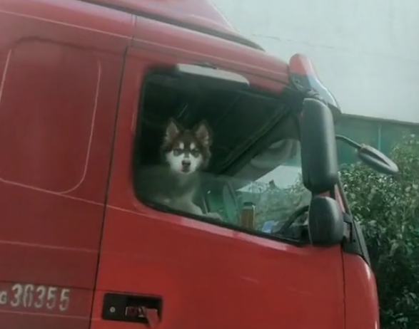 让阿拉斯加犬看车守油,这货车司机是来搞笑的吧?想想都好笑