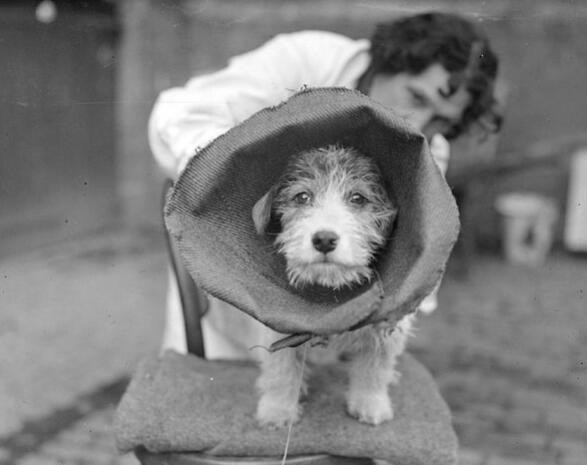 百年前的狗狗老照片,为何那么搞笑,最后一张萌翻了