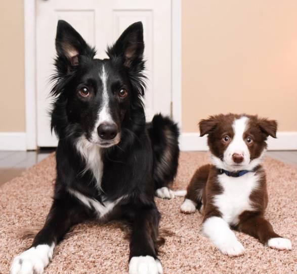 会相互拥抱的边牧犬明星最近有了一个兄弟