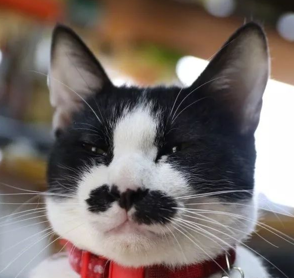 狡猾小八字胡猫,我就是来蹭吃蹭喝滴!