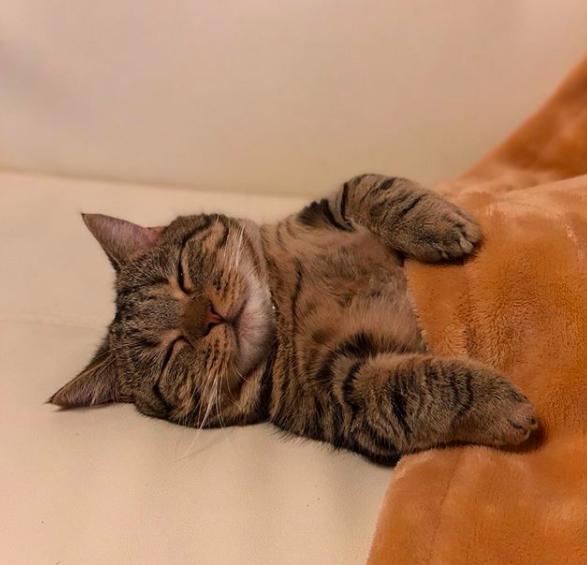 要不要一起睡小短腿猫盖毯毯窝沙发下一秒爱困直接躺平好想加入