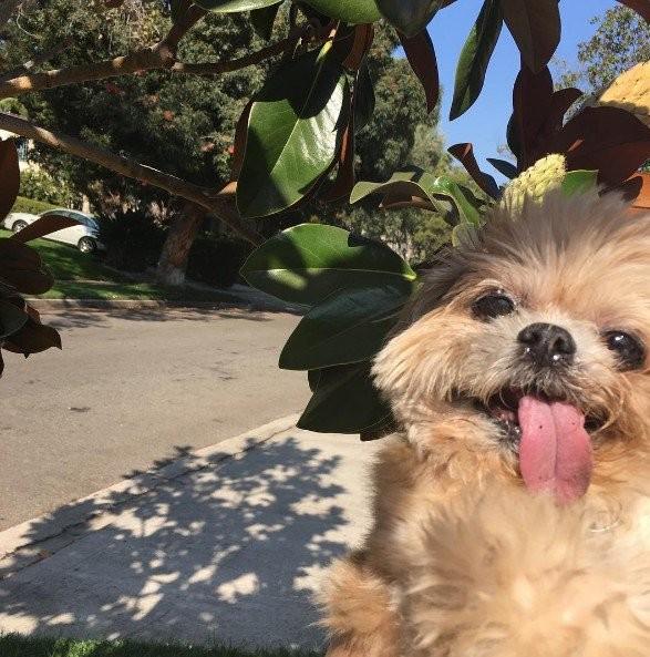 "歪头吐舌"狗狗不是在卖萌,背后有这样的故事!