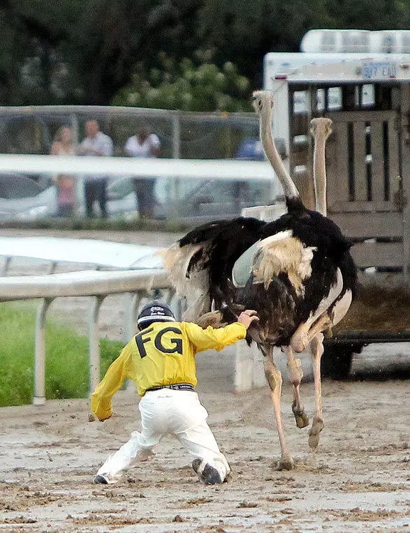 实拍:骑鸟大赛,美国人真会玩