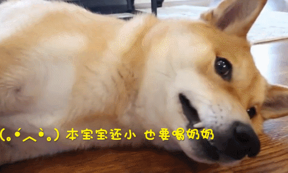 588_355gif 动态图 动图