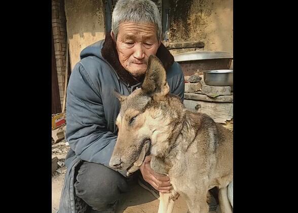 爷爷养10年的老狗离世,爷爷泪流满面,每天茶饭不思