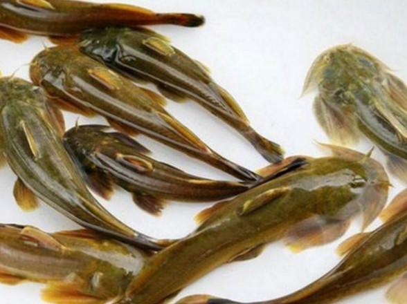 银针鱼长得特别小,嘴巴还特别的尖.银鱼肉质细嫩,味道鲜美.