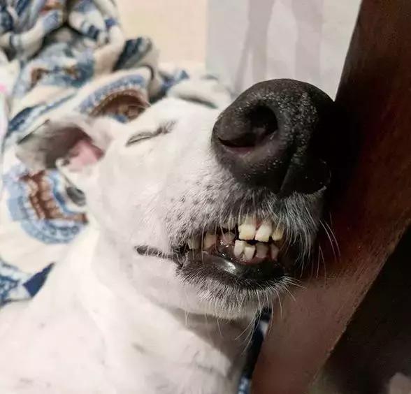 这只长着人类"大板牙"的狗,一激动就上下打颤,听说是因为.