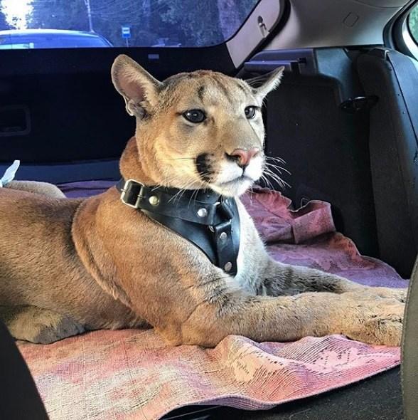 美洲狮梅西被当梗图爆红 原来竟曾是受虐动物