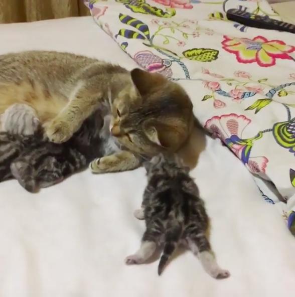 奴才又丢了只宝宝给新手猫妈,手忙脚乱的样子摊在床上完全眼神死