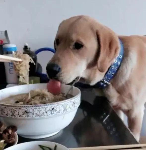 天天看主人吃饭的拉布拉多终于忍不住了,狗狗在主人碗里抢饭吃