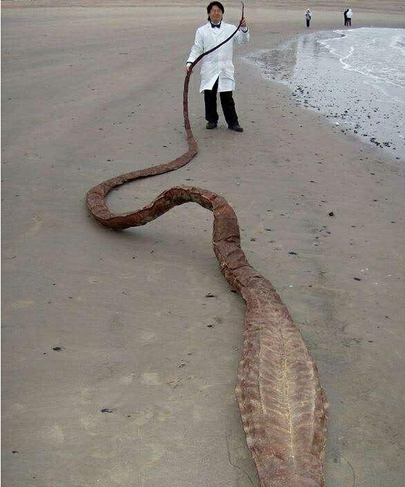 男子日本海滩发现不明生物赶紧报警网友幸亏报警早