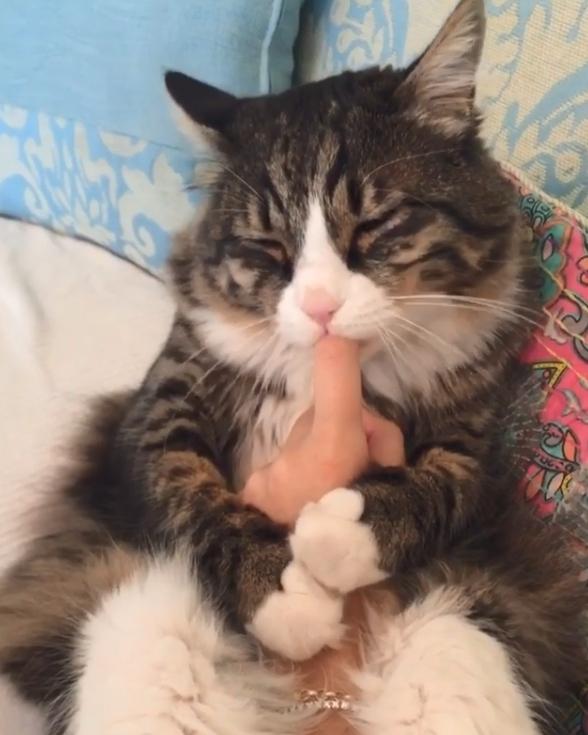 猫咪双手抱住主人的手指狂吸