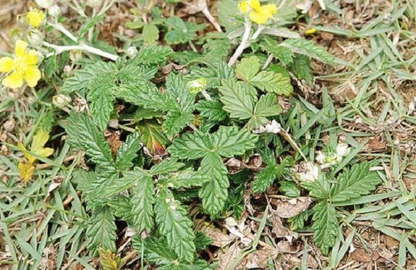 农村地下埋着的鸡腿直接生吃是糖尿病克星